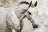 Fotobehang Horse Pony | XL - 208cm x 146cm | 130g/m2 Vlies