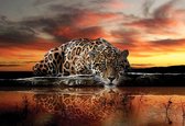 Fotobehang Leopard | DEUR - 211cm x 90cm | 130g/m2 Vlies