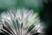 Papier peint photo Fleur de pissenlit Nature | PANORAMIQUE - 250cm x 104cm | Polaire 130g / m2