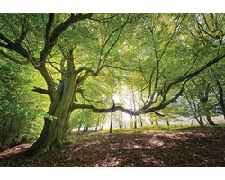 Fotobehang - Boom in het bos - Bomen - Bladeren - Zon door de bomen - Natuur - Vliesbehang - 254 x 184 cm