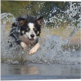 Vlag - Vrolijk Rennende Bordercollie Hond door het Water - 50x50 cm Foto op Polyester Vlag