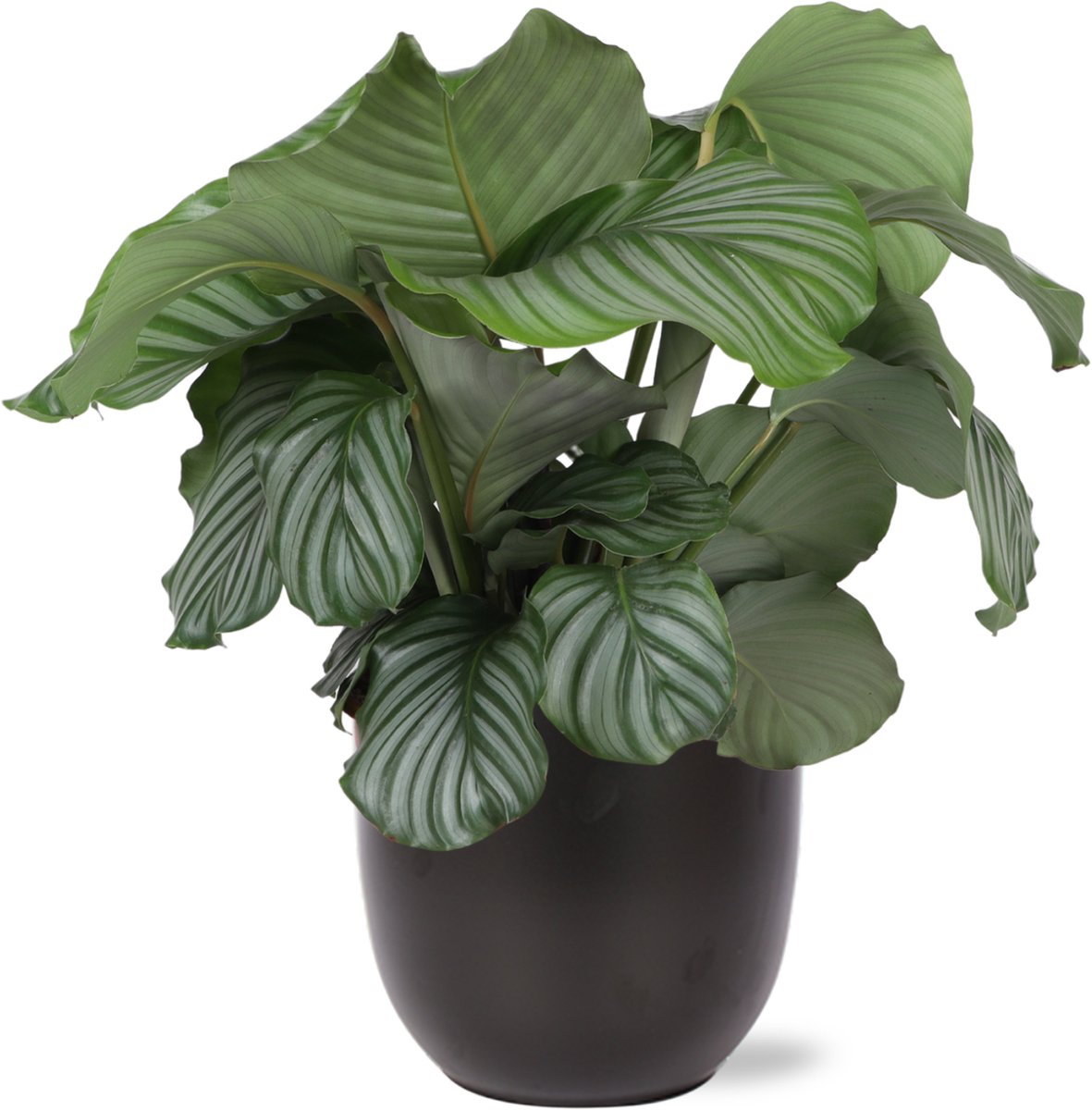 Calathea Orbifolia Ø21cm - 70cm in BOULE antraciet pot