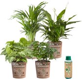 vdvelde.com - Kamerplanten Luchtzuiverend - Makkelijk te verzorgen soorten - 4 stuks - Ø 12 cm - Hoogte 30-40 cm in Eco Potten + Kamerplantenvoeding