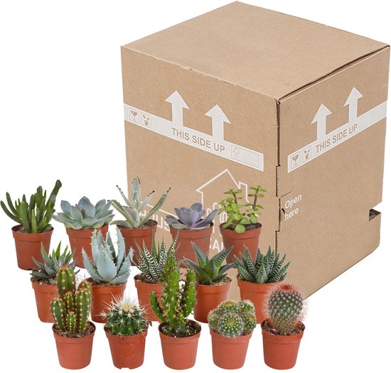 Megamix 15 pièces - Cactus et succulentes 5,5 cm en pot mexicain