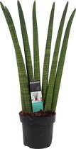 Goed & Groen - Decorum Sansevieria Cylindrica - ↨ 35cm - Potmaat 12 - Kwaliteit Planten - Kamer Plant - Kamerplanten - Sfeer