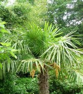 Chinese Waaierpalm - 25 Zaden - (Trachycarpus fortunei) - Europese Winterharde Palm - Garden Select