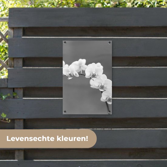 Décoration de jardin Orchidée - Fleurs - Plante - Wit - Violet - 40x60 cm - Poster jardin - Toile jardin - Poster extérieur