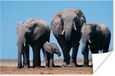 Poster Olifant - Vlakte - Dieren - Natuur - 60x40 cm