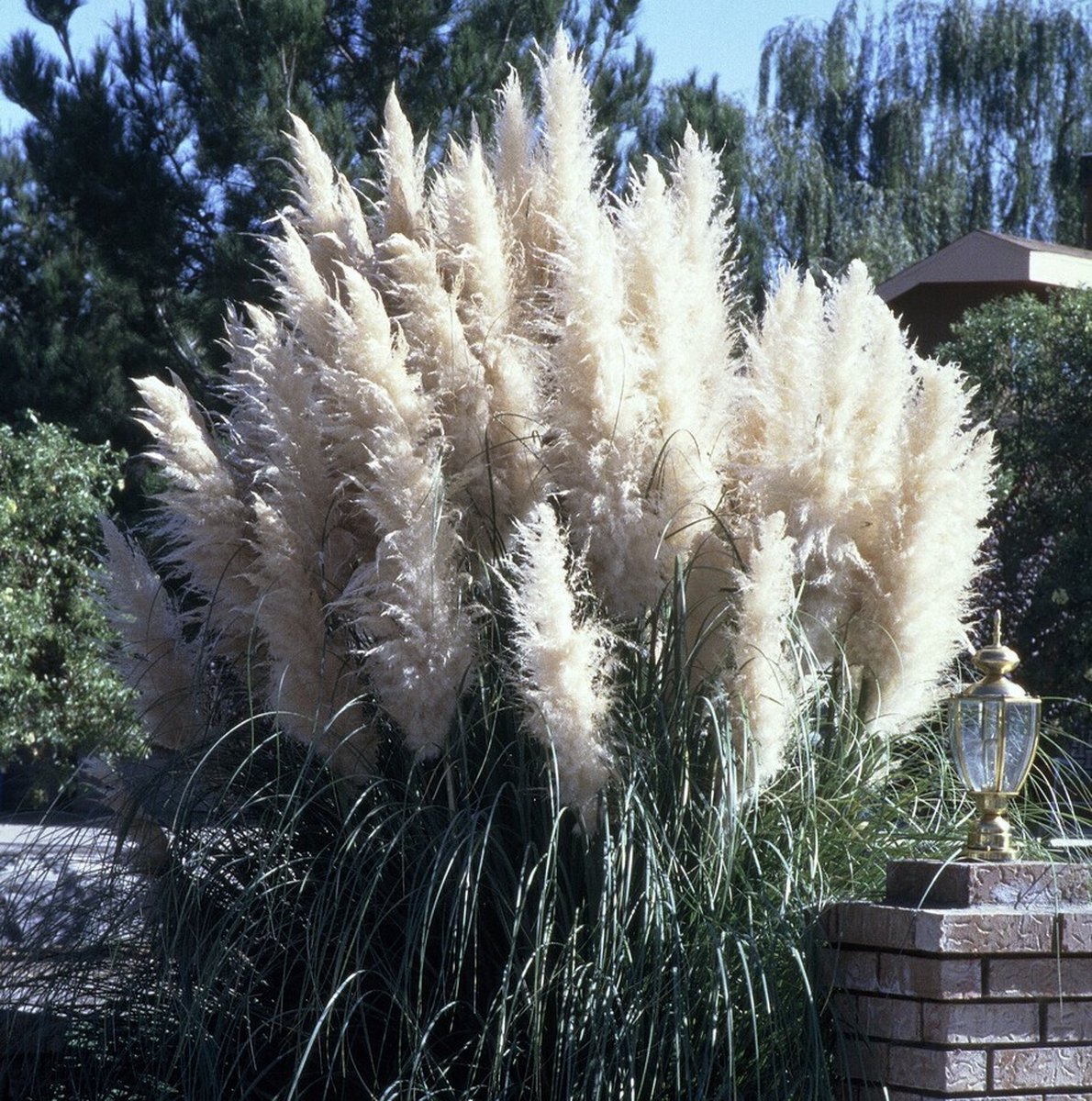 5 x Pampasgras 'Sunningdale Silver' - Hoog Siergras Winterhard - Cortaderia 'Sunningdale Silver' in C4(liter) pot met hoogte 40-60cm