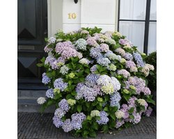 4 x Seringhortensia Roze|Paars - Boerenhortensia Winterhard - Hydrangea macrophylla 'Ayesha' in C2(liter) pot met hoogte 20-30cm