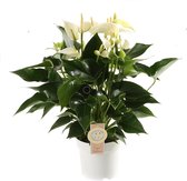 Groene plant – Anthurium "White Champion" (Anthurium White Champion) – Hoogte: 50 cm – van Botanicly