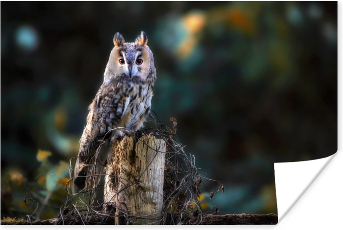 Poster Uil - Herfst - Vogel - Takken - 30x20 cm