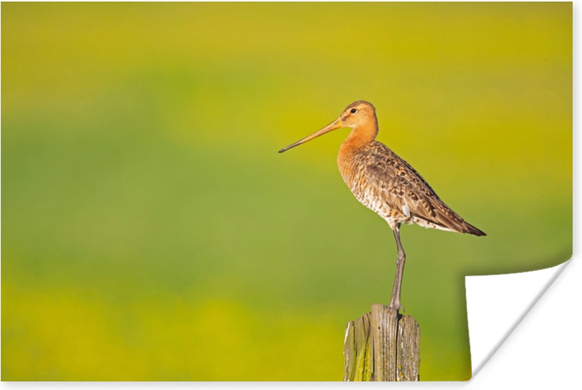 Poster Vogel - Dieren - Grutto - Paal - Groen - 120x80 cm
