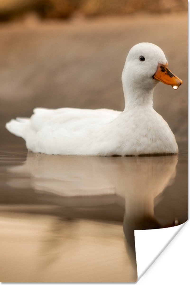 Poster Eend - Vogel - Water - Wit - 40x60 cm
