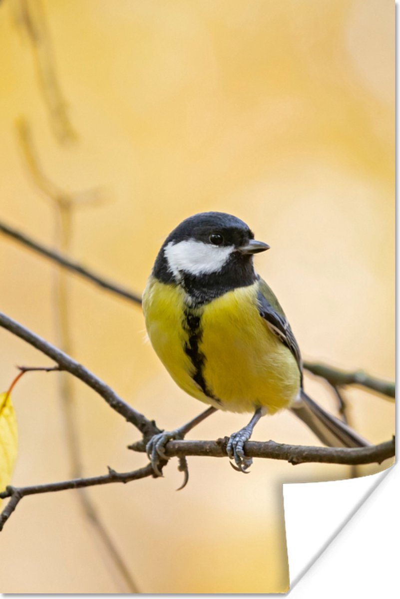 Poster Koolmees - Tak - Vogel - Dieren - 80x120 cm
