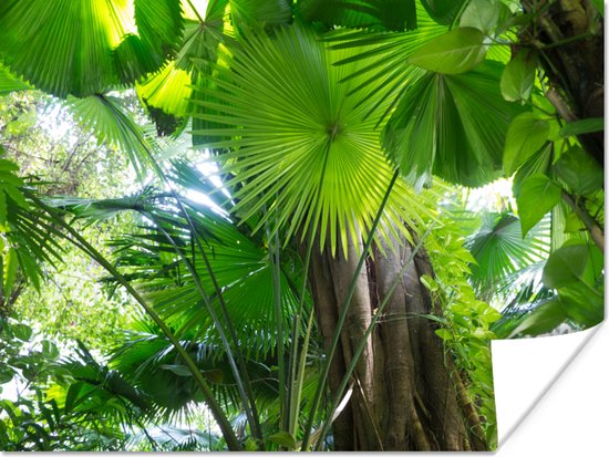 Poster Tropisch regenwoud