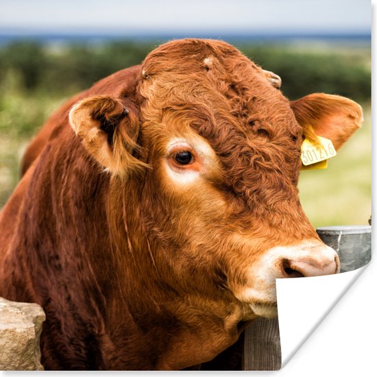 Affiche Highlander écossais - Berg - Clôture - 75x75 cm