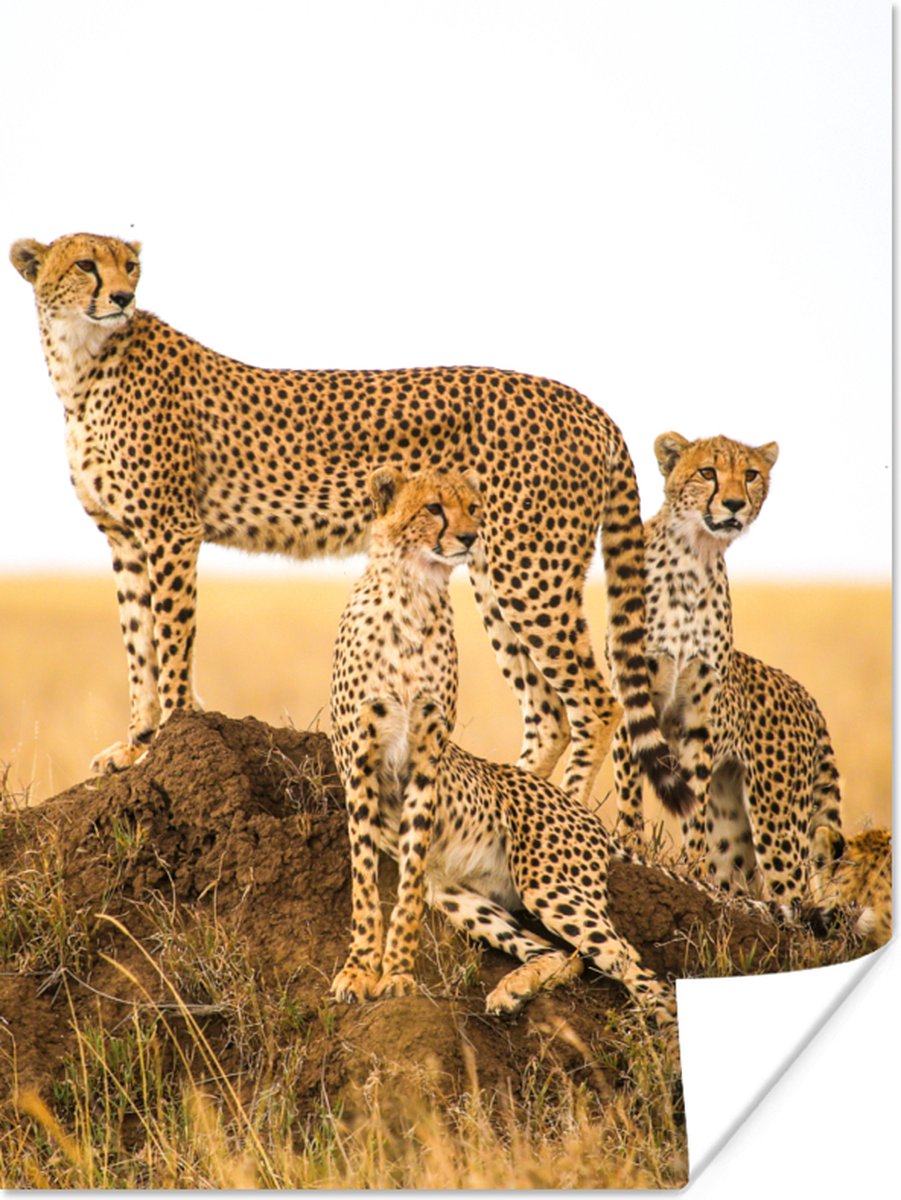 Poster Cheetah - Gras - Natuur - Savanne - 30x40 cm