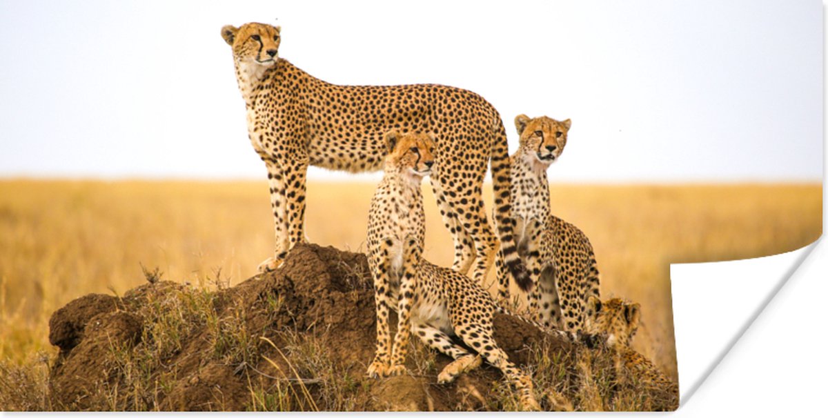 Poster Cheetah - Gras - Natuur - Savanne - 150x75 cm