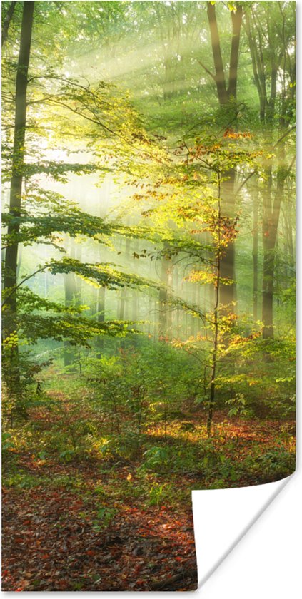 Poster Zon - Bos - Bomen - Natuur - Herfst - 20x40 cm