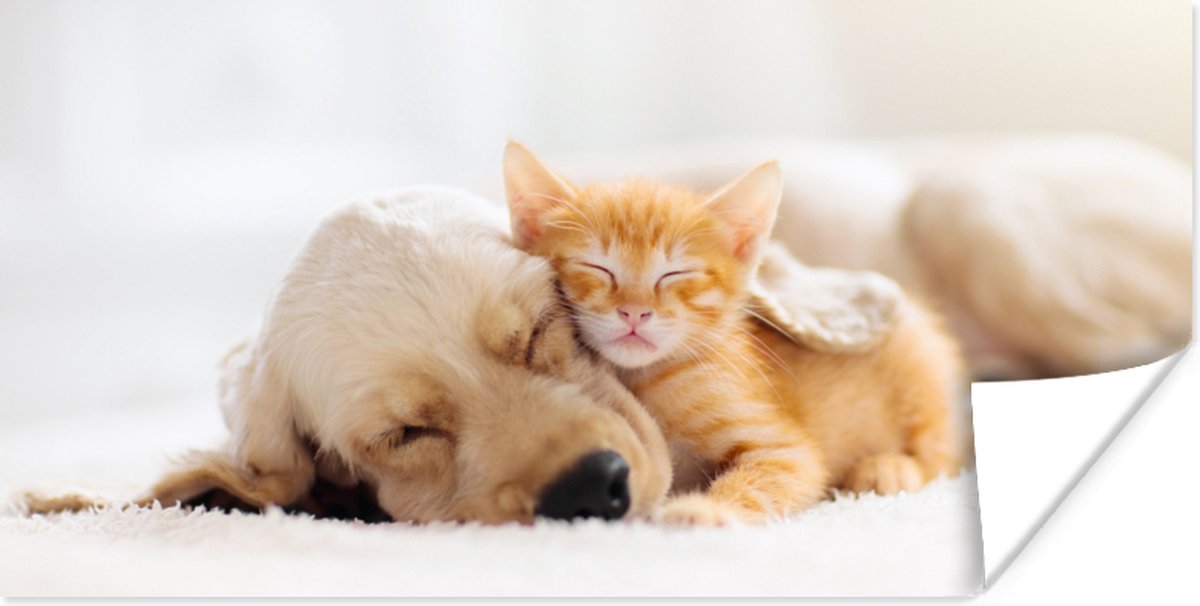 Poster Dieren - Hond - Kitten - Rood - 80x40 cm