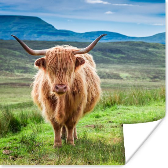 Poster Schotse hooglander - Koe - Natuur - Berg - Gras - 50x50 cm