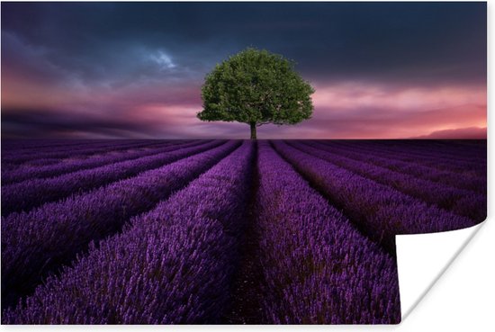 Poster Lavendel - Boom - Paars - 30x20 cm