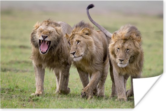 Drie jonge leeuwen op een rij Poster 90x60 cm - Foto print op Poster (wanddecoratie woonkamer / slaapkamer) / Wilde dieren Poster