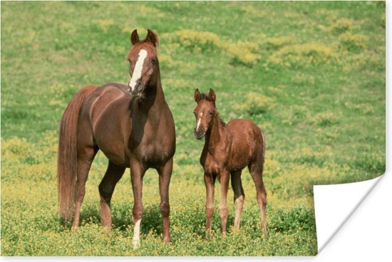 Poster Paarden - Gras - Bruin - 60x40 cm