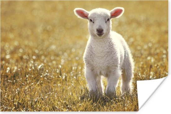 Poster Un jeune agneau 60x40 cm - Tirage photo sur Poster (décoration murale salon / chambre) / Poster Animaux