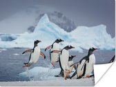 Poster Pinguïns springen uit het water - 40x30 cm