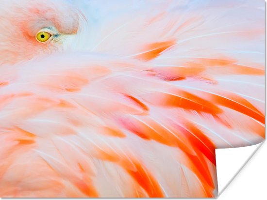 Poster Close-up foto van een flamingo - 40x30 cm