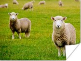 Poster Schapen - Schapenvacht - Gras - 120x90 cm