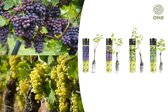 NatureNest - Geënte druivenplanten mix - 1x Wit 'Aurore', 1x Wit 'Sauvignon', 1x Blauw 'Muscat Hamburg', 1x Blauw 'Merlot' - 4 stuks - 55-70 cm