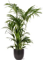 Kentia Palm - Howea Forsteriana Ø27cm 160cm - Verse Kamerplant, Direct van de Nederlandse Kweker