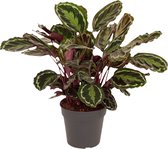 Goed & Groen - Calathea Medaillon - ↨ 80cm - Potmaat 27 - Exclusieve Kwaliteit Planten - Kamer Plant - Kamerplanten - Sfeer - Interieur