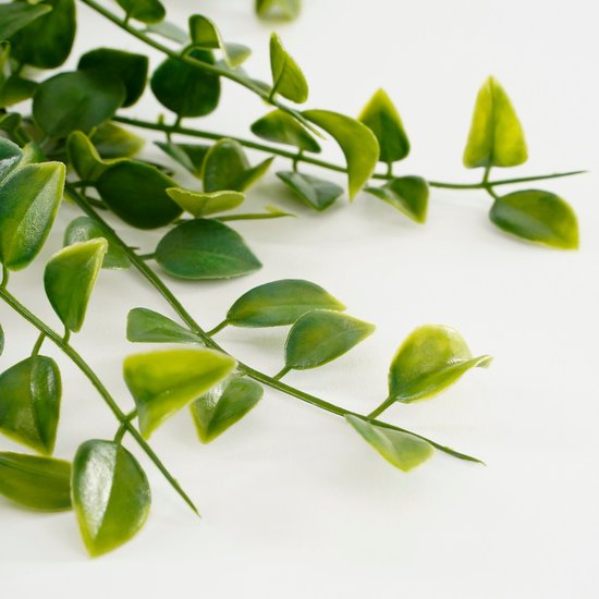 Close-up van groene bladeren van een hangplant op een witte achtergrond.