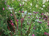 6x Salie (Salvia microphylla 'Ametyst Lips')