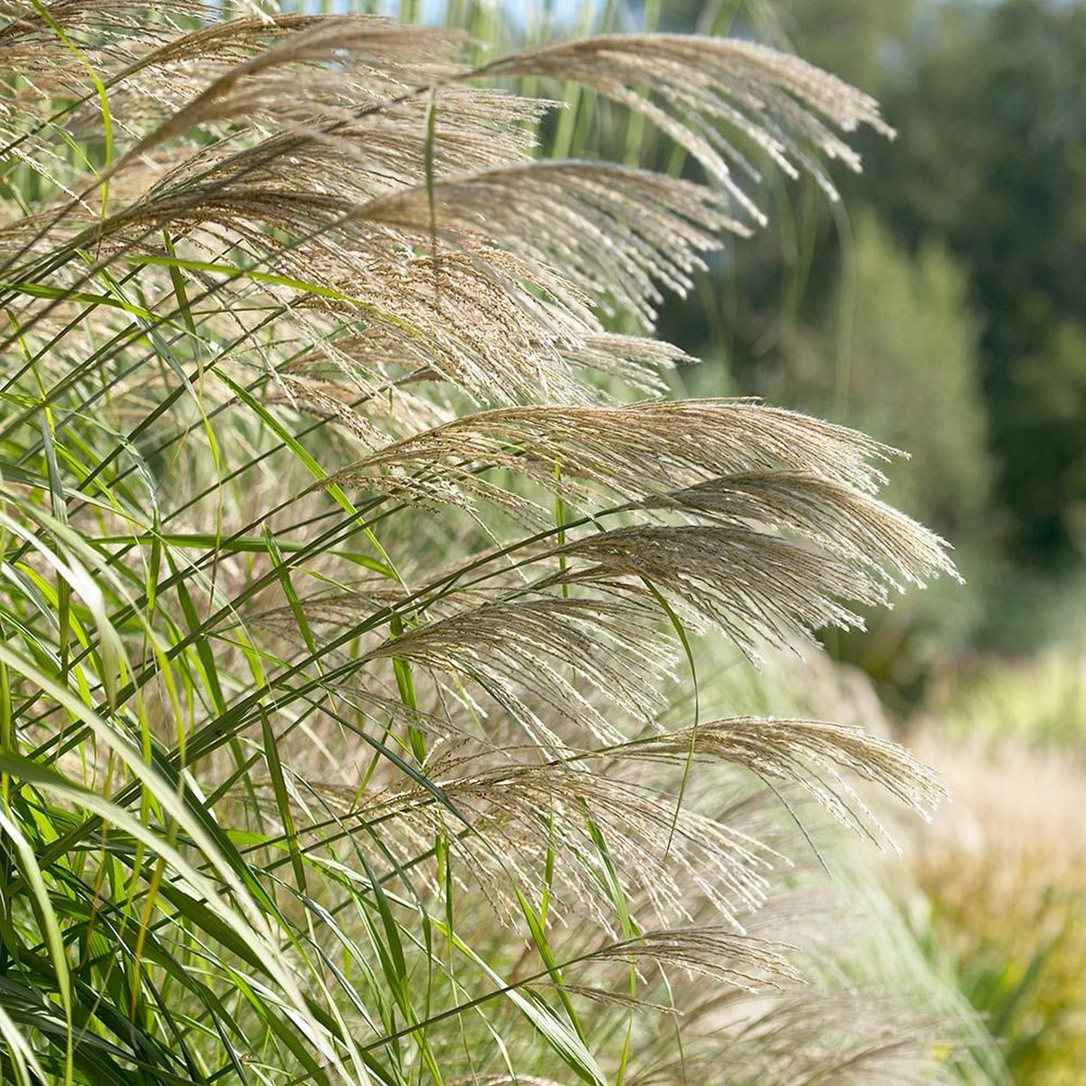 6 x Chinees Prachtriet - Hoog Siergras Winterhard - Miscanthus sinensis in 9x9cm pot met hoogte 5-10cm