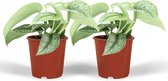 Plantenboetiek.nl | Scindapsus Pictus Trebie - Epipremnum - Kamerplant - Hoogte 15cm - Potmaat 12cm