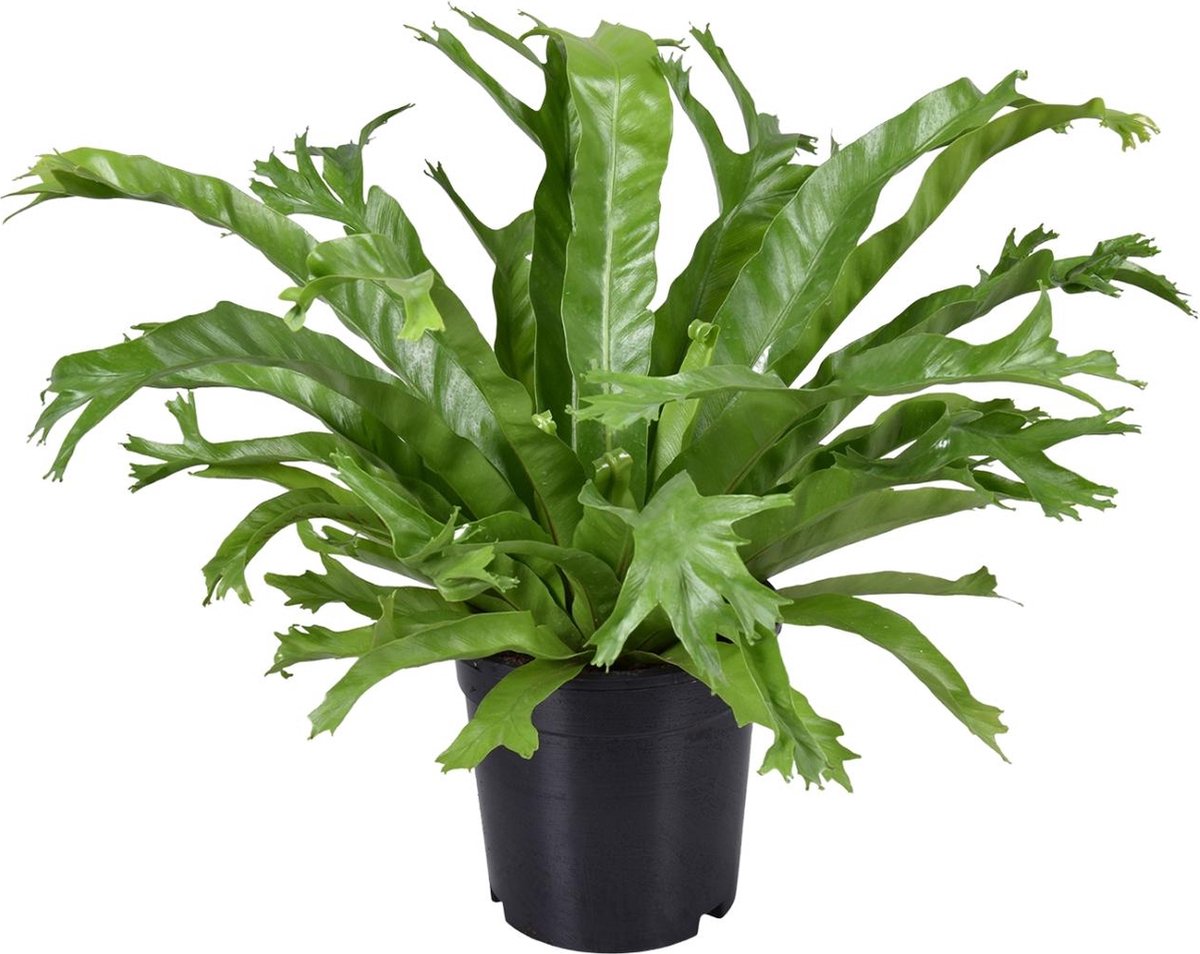 Plantenboetiek.nl | Asplenium Nidus Crissie - Ø17cm - 30-40cm hoog - Kamerplant - Groenblijvend