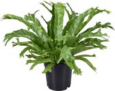 Plantenboetiek.nl | Asplenium Nidus Crissie - Kamerplant - Hoogte 40cm - Potmaat 17cm