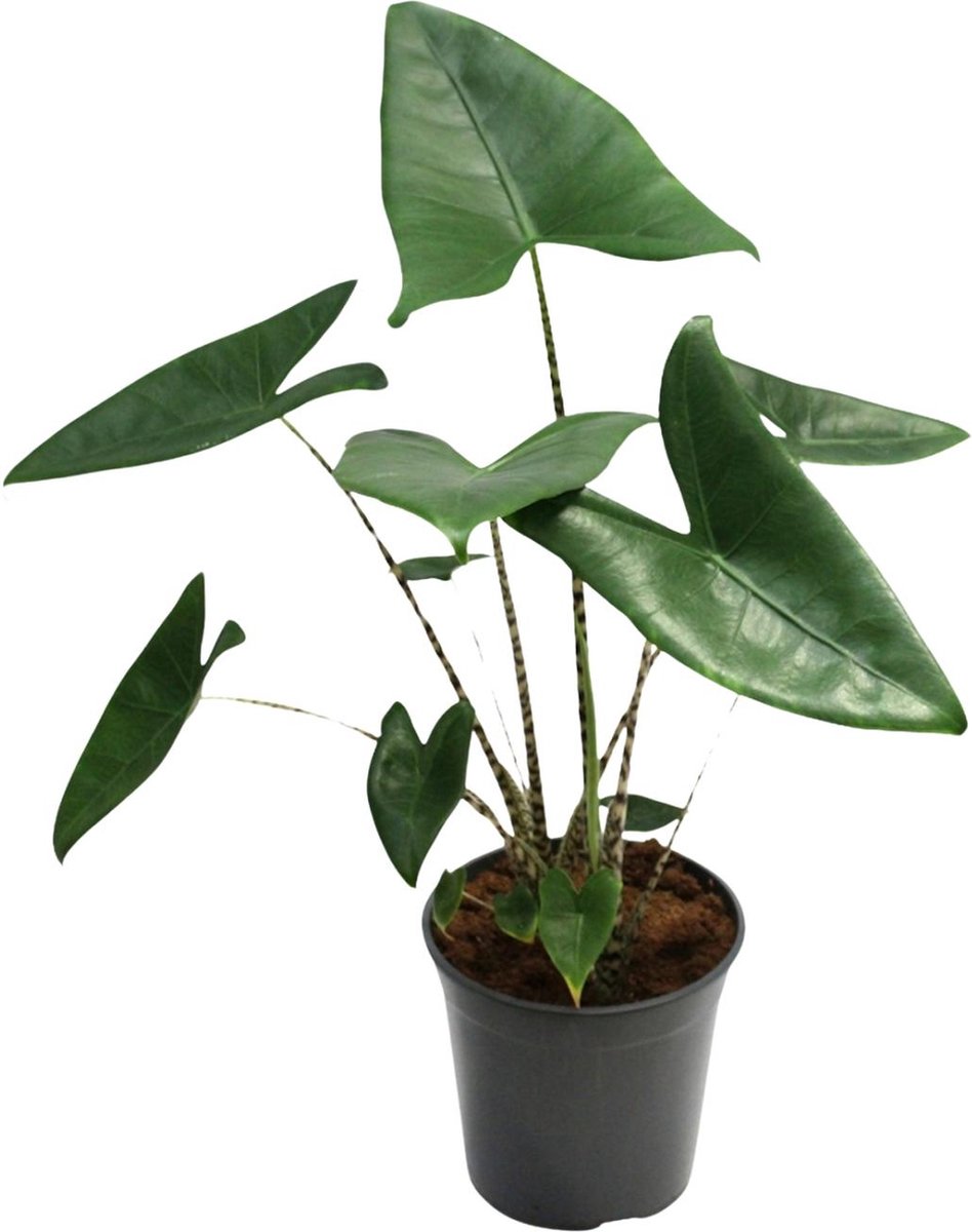 Plantenboetiek.nl | Alocasia Zebrina - Ø21cm - 70-80cm hoog - Kamerplant - Groenblijvend