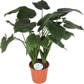 Plantenboetiek.nl | Alocasia Cucullata - Kamerplant - Hoogte 75cm - Potmaat 24cm