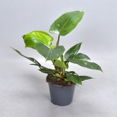 Plantenboetiek.nl | Philodendron White Princess (Decorum) - Kamerplant - Hoogte 35cm - Potmaat 14cm