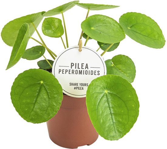 Plantenboetiek.nl | Pilea Peperomioides - Ø13cm - 20cm hoog - Kamerplant - Groenblijvend