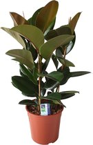 Plantenboetiek.nl | Ficus Elastica Robusta - Kamerplant - Hoogte 80cm - Potmaat 27cm