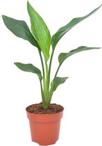 Plantenboetiek.nl | Strelitzia Reginea - Kamerplant - Hoogte 40cm - Potmaat 12cm