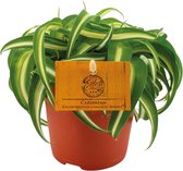 Plantenboetiek.nl | Chlorophytum Bonnie - Ø 105cm - Hoogte 15cm
