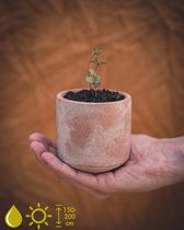 Grow your ownn kweekset - Eucalyptus Citriodora (Citroen eucalyptus) - Kamerplant Kweekset
